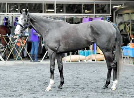 f:id:sousuke621:20170516093723j:plain