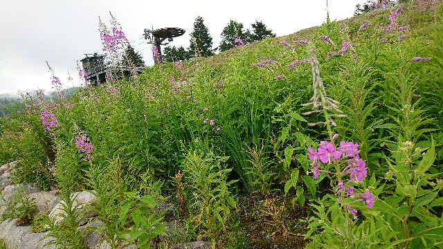 f:id:soutan0825:20190811182913j:image