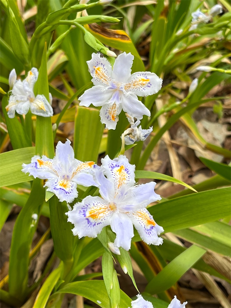 f:id:southerncross2019:20230322162122j:image
