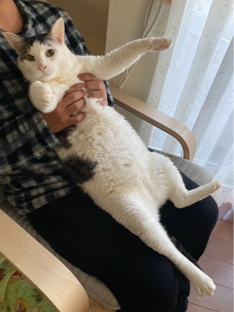 f:id:southerncross2019:20260319213648j:image