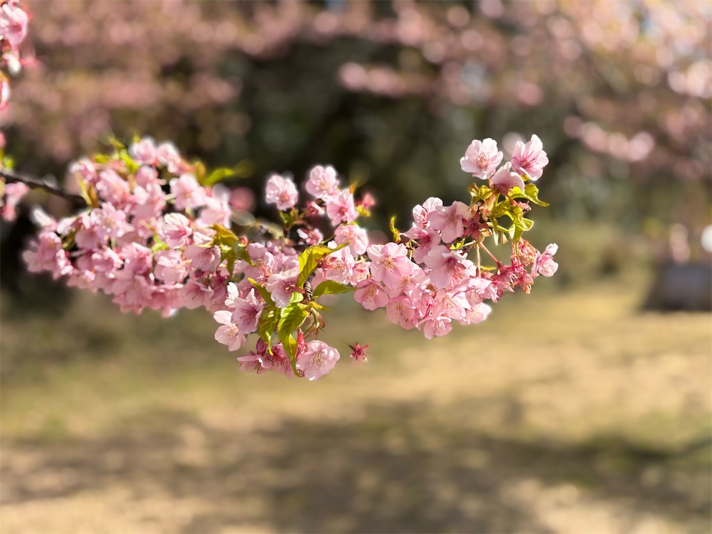 f:id:southnorthkun:20260429094423j:image f:id:southnorthkun:20260429094423j:image