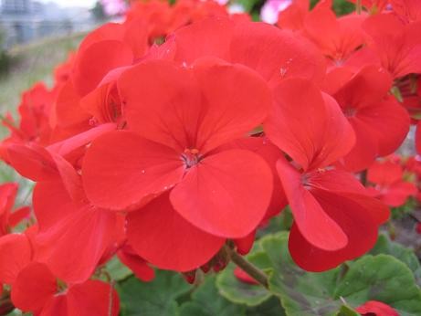 f:id:soutyouben:20090519061138j:image f:id:soutyouben:20090519061138j:image