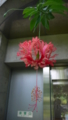 Hibiscus schizopetalus