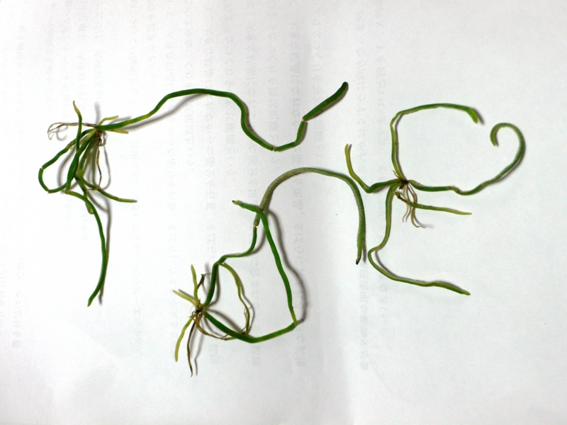Chilochista segawai