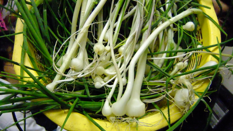 ノビル　Allium macrostemon