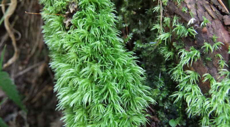 オオシラガゴケ　Leucobryum scabrum 