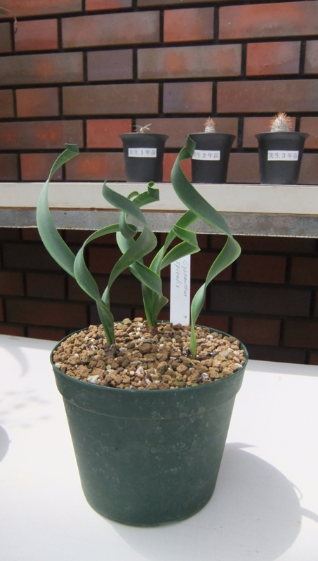 Cyrtanthus spiralis