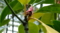 オヒルギ Bruguiera gymnorrhiza