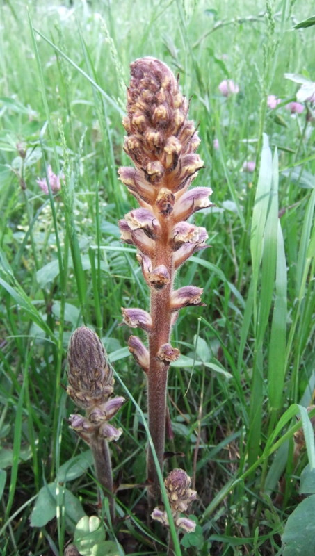 ヤセウツボ　Orobanche minor