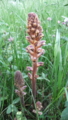 ヤセウツボ　Orobanche minor