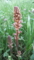 ヤセウツボ　Orobanche minor
