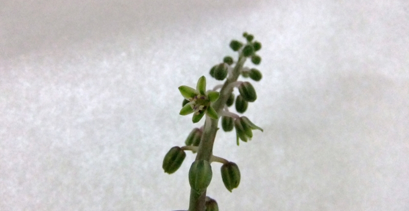 Ledebouria socialis