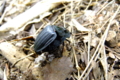 オオヒラタシデムシ　Eusilpha japonica