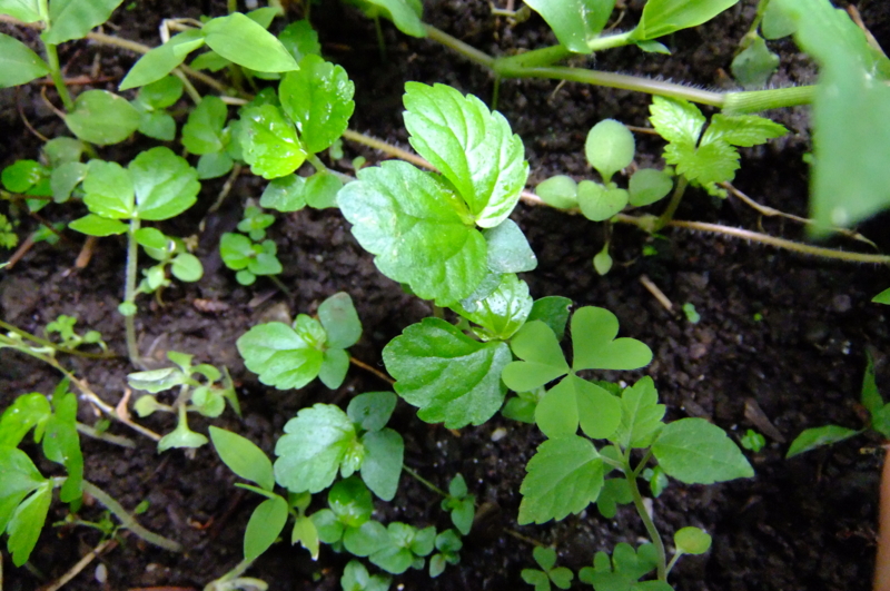 トキホコリ　Elatostema densiflorum