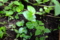 トキホコリ　Elatostema densiflorum