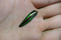 タマムシ　Chrysochroa fulgidissima