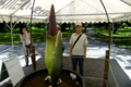 ショクダイオオコンニャク　Amorphophallus titanum
