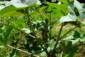 トウゴマ　Ricinus communis