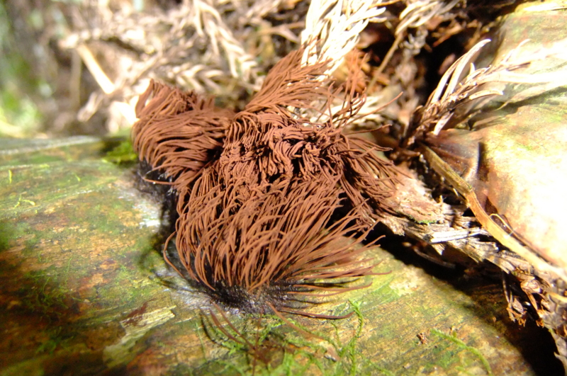 ムラサキホコリ　Stemonitis fusca