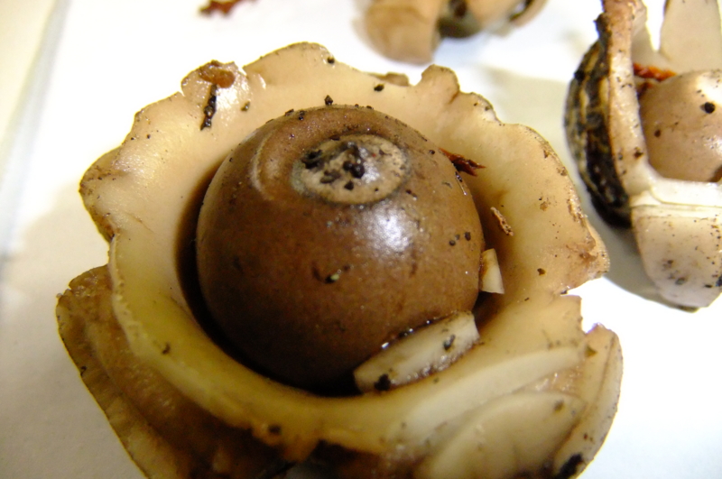 ツチグリ Astraeus hygrometricus