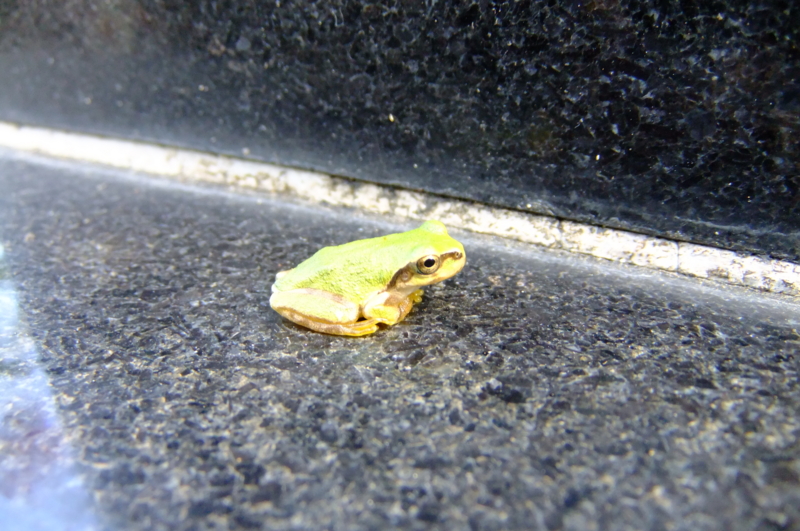 ニホンアマガエル　Hyla japonica