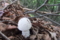 シロオニタケ　Amanita virgineoides