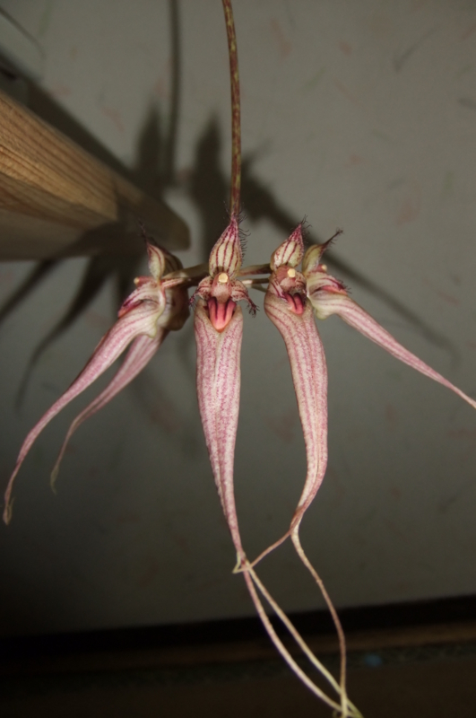 Bulbophyllum Louis Sander 