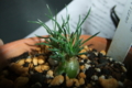 Ornithogalum juncifolium
