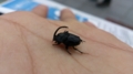 ツノコガネ　Liatongus phanaeoides 