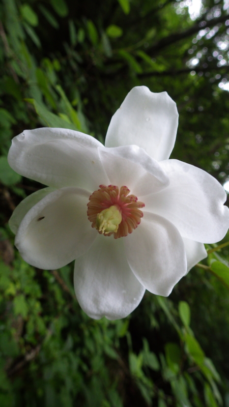 オオヤマレンゲ Magnolia sieboldii ssp. japonica