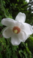 オオヤマレンゲ Magnolia sieboldii ssp. japonica