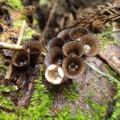 スジチャダイゴケ　Cyathus striatus