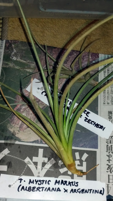 ミスティックうんたら 草生やす ミスティックうんたら 草生やす