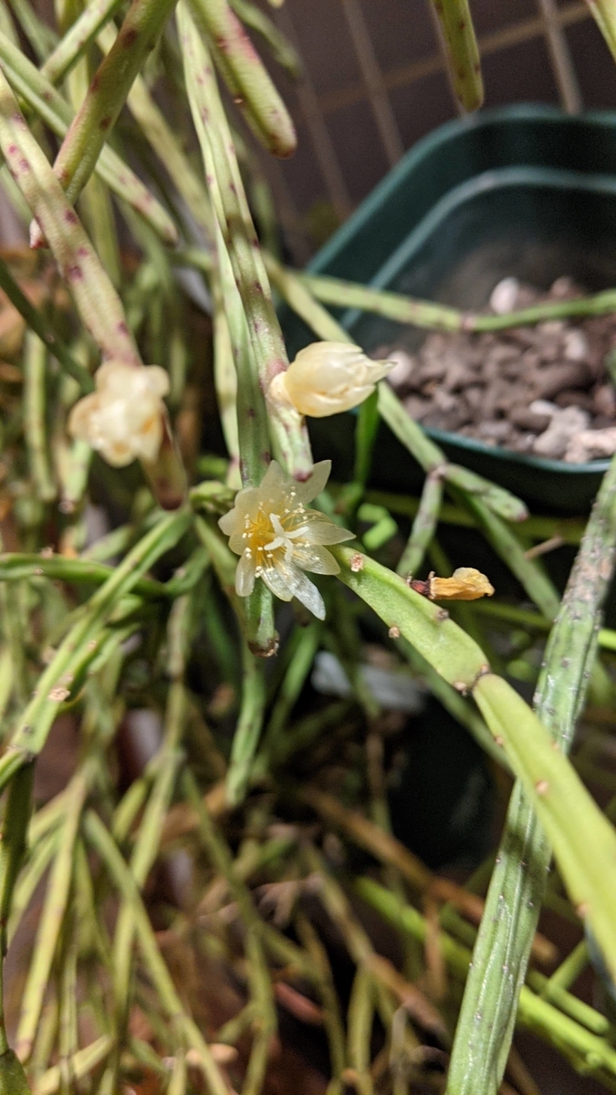 21 リプサリスの開花 草生やす