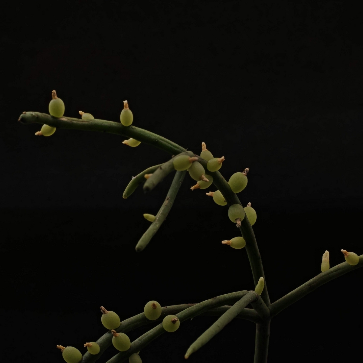 リプサリスの果実 - 草生やす