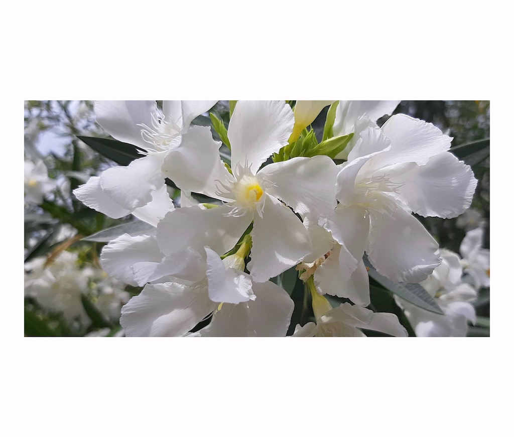 f:id:sowaka06:20210605095427j:image f:id:sowaka06:20210605095427j:image