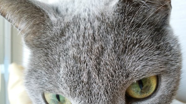 f:id:soy-sobrio:20180320195145j:plain