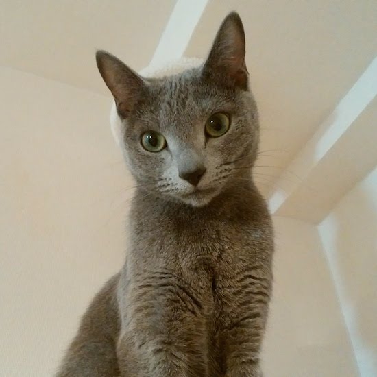 f:id:soy-sobrio:20180406092917j:plain