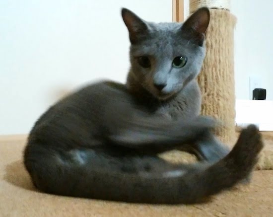 f:id:soy-sobrio:20180427150456j:plain