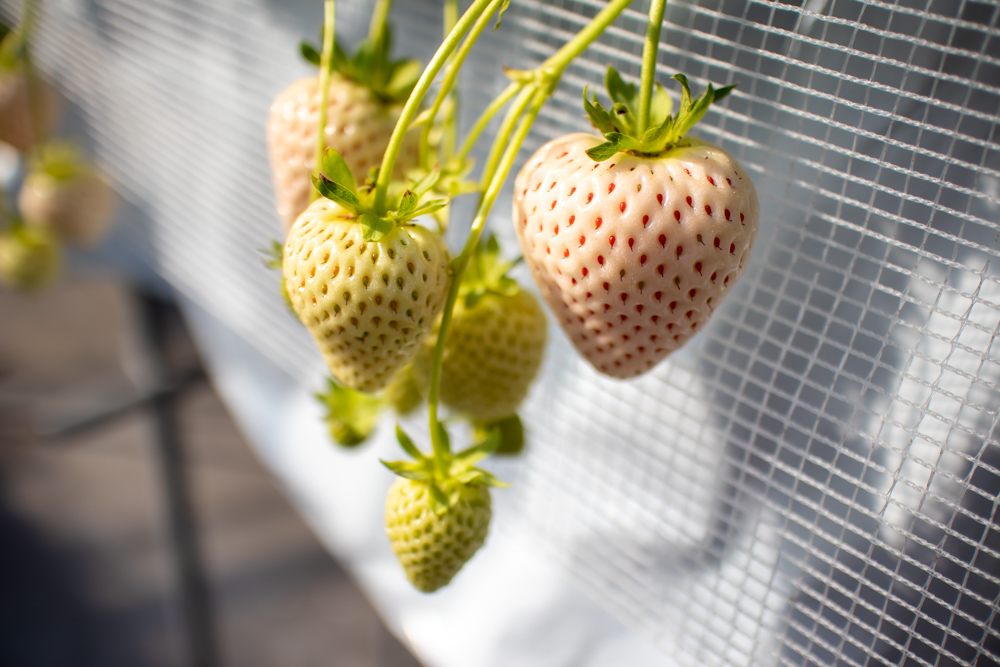 f:id:soybeans37:20200222095526j:image:w600