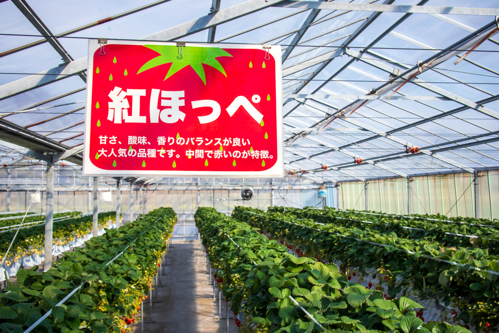 f:id:soybeans37:20200222095815j:image:w600