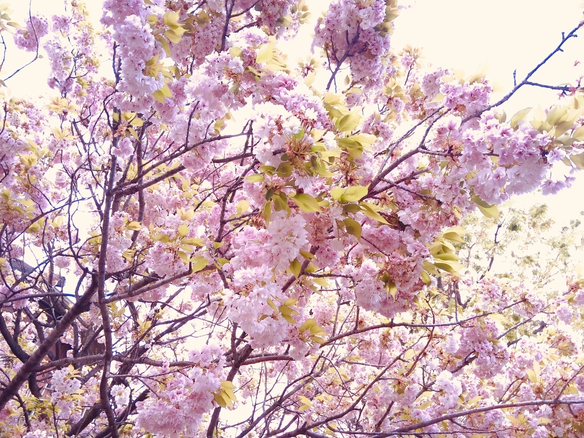 f:id:soyliliani:20200422125736j:plain f:id:soyliliani:20200422125736j:plain