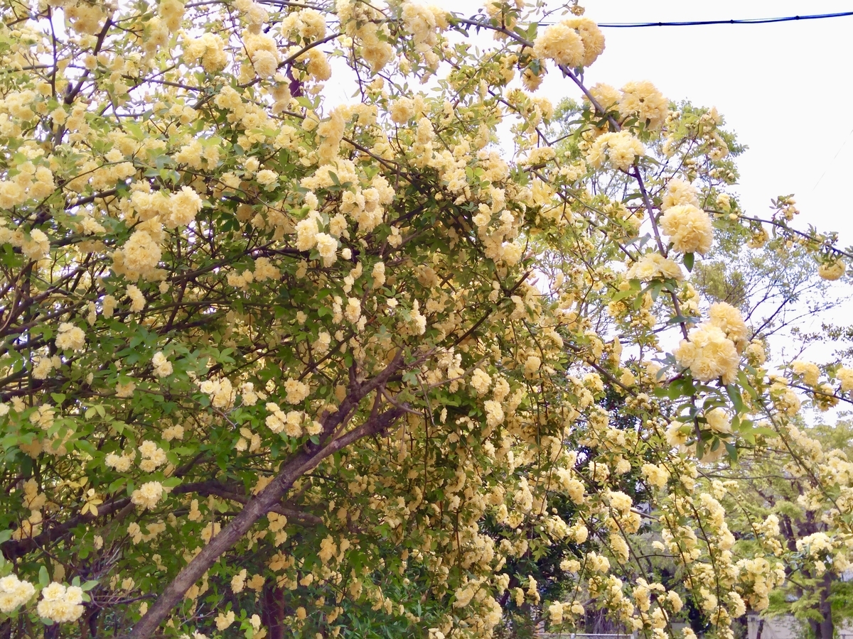 f:id:soyliliani:20200422125911j:plain f:id:soyliliani:20200422125911j:plain
