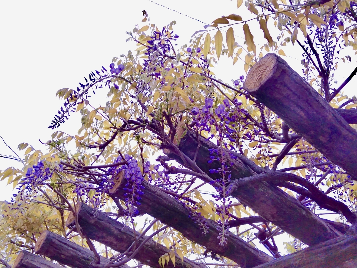 f:id:soyliliani:20200422145802j:plain f:id:soyliliani:20200422145802j:plain