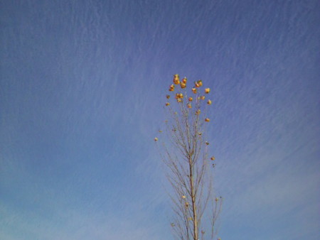 f:id:soyo2233:20081213140400j:image