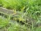 カヤツリグサの一種