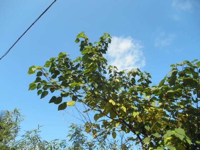 20101127214246