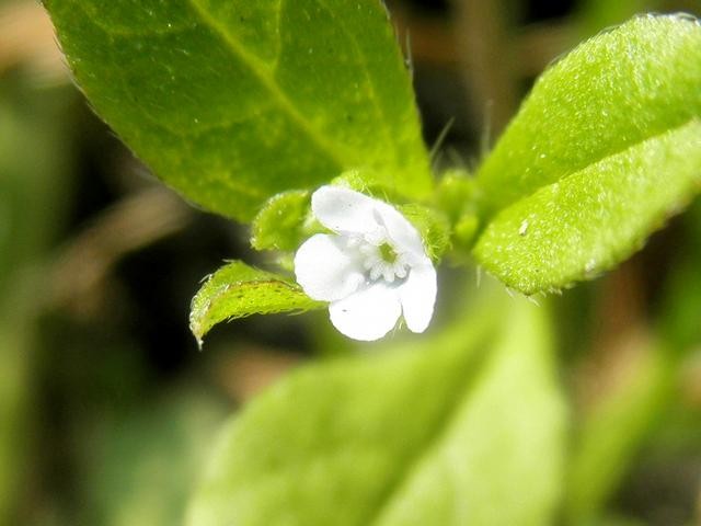 ハナイバナ