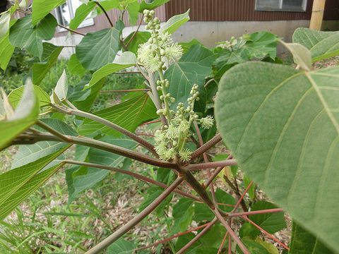 アカメガシワの雄花