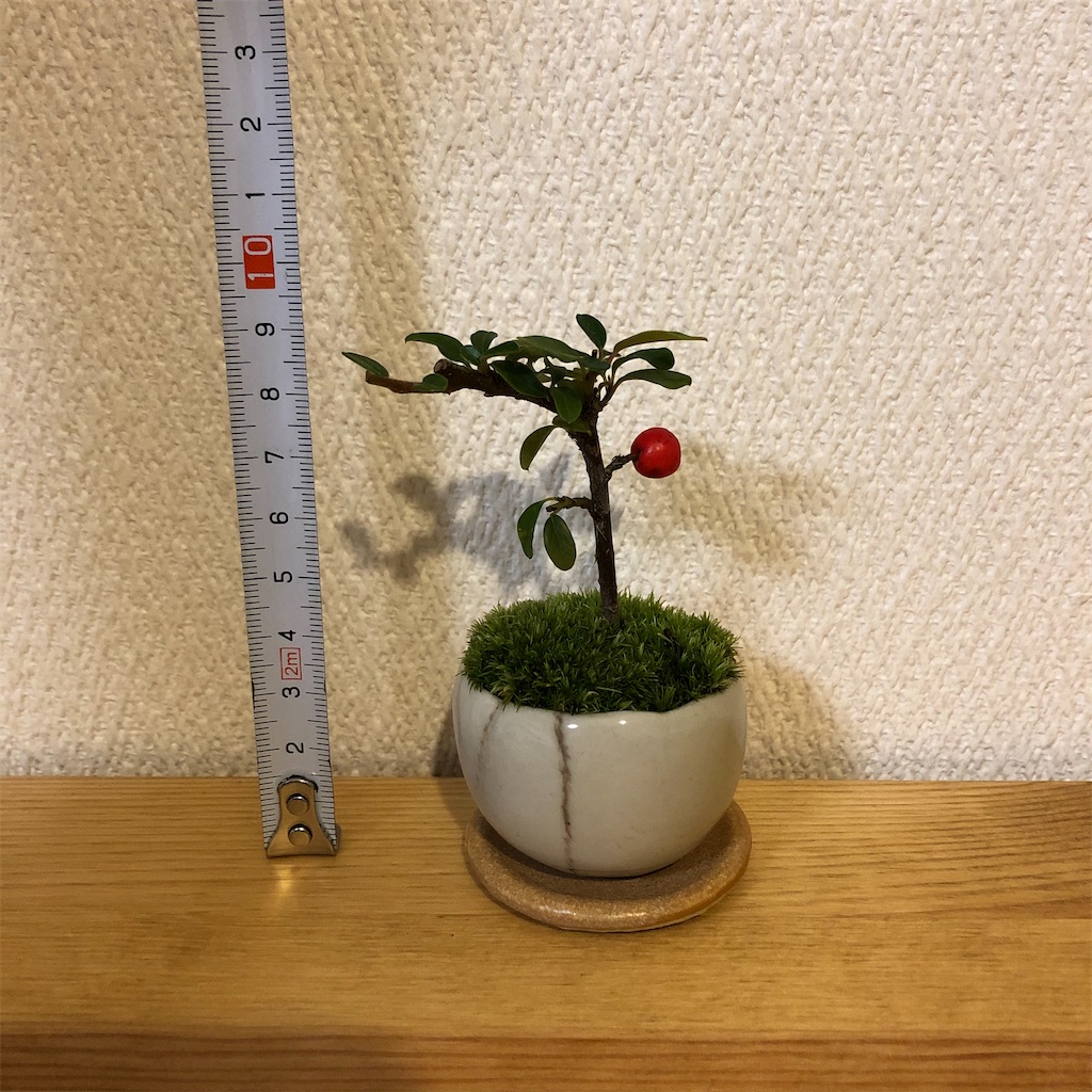 f:id:sp500factm30:20210213012717j:image